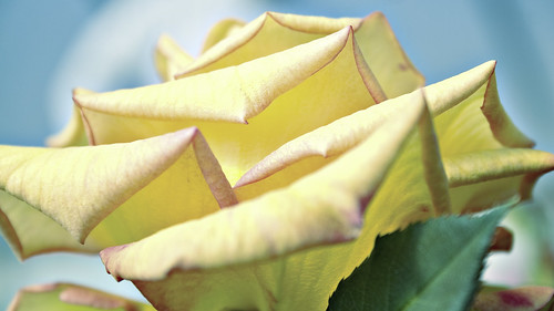 wallpapers of yellow roses. Yellow Rose