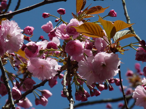 kwanzan flowering cherry tree pictures. kwanzan flowering cherry tree