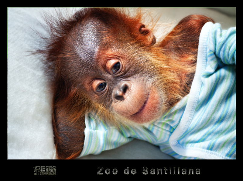Silvestre - Orangután Zoo de Santillana