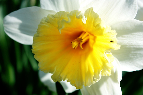 daffodils & dandelions