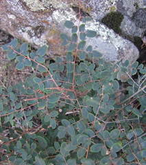 cliffbrake - pellaea andromedifolia
