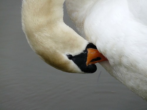 11918 - Mute Swan at Sandy Water Park