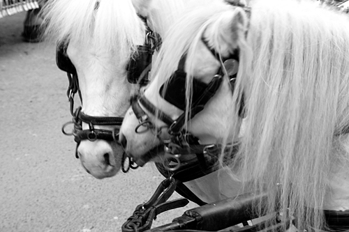 horses-in-love