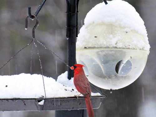 cardinal feeder snow
