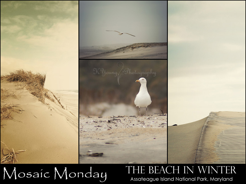 Mosaic Monday: The Beach in Winter