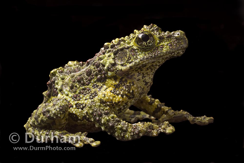 vietnamese mossy frog (Theloderma corticale)