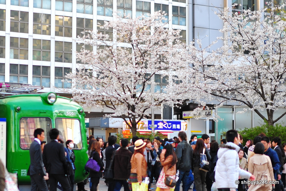 The sakura trees are a nice addition to the area where Hachiko sits.
