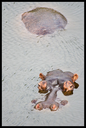 hippo head hippo ass