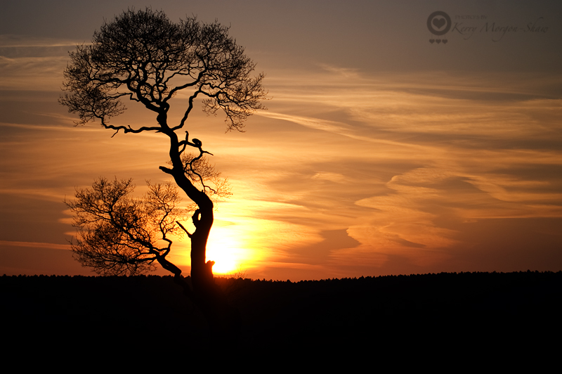 Ria's tree at Sunset