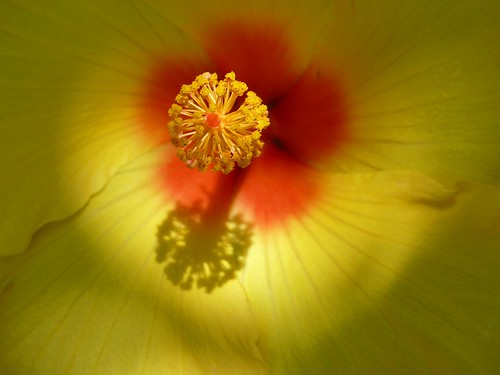 Yellow hibiscus by tomato umlaut