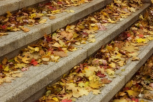 278:365 Leaves on the York Street Steps