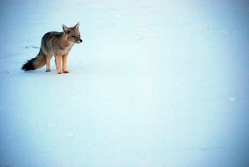 Fox in the Snow