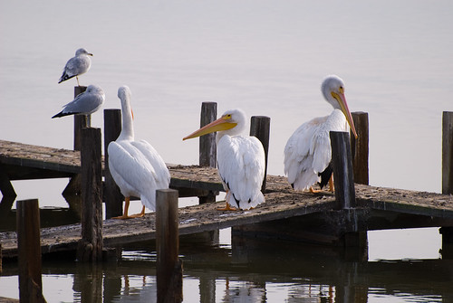 Pelican Pier