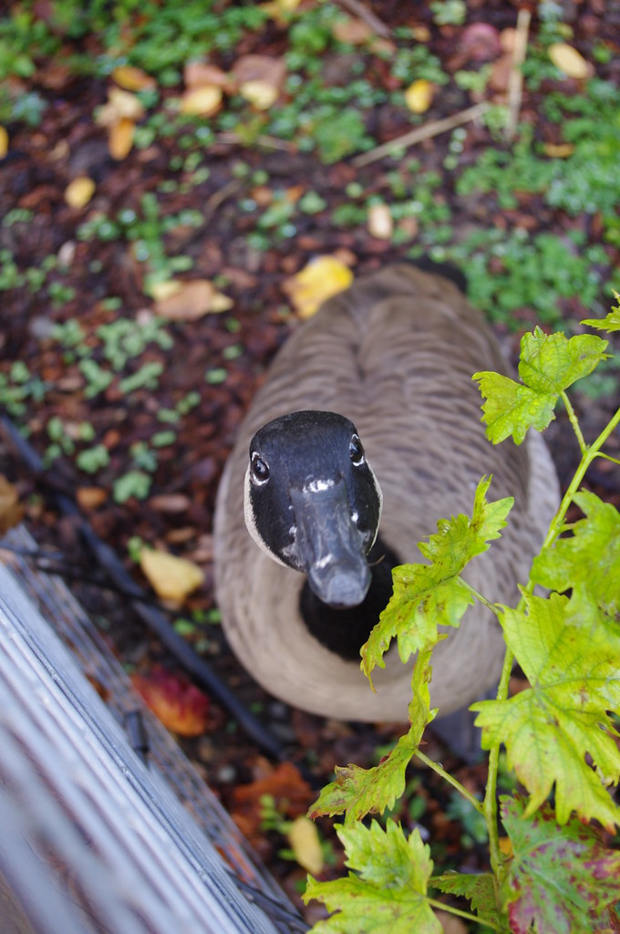 neighbor canada goose with Pentax k-x white and DA-L 18-55mm f/3.5-5.6