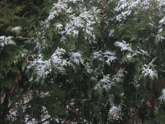 snow on the evergreens