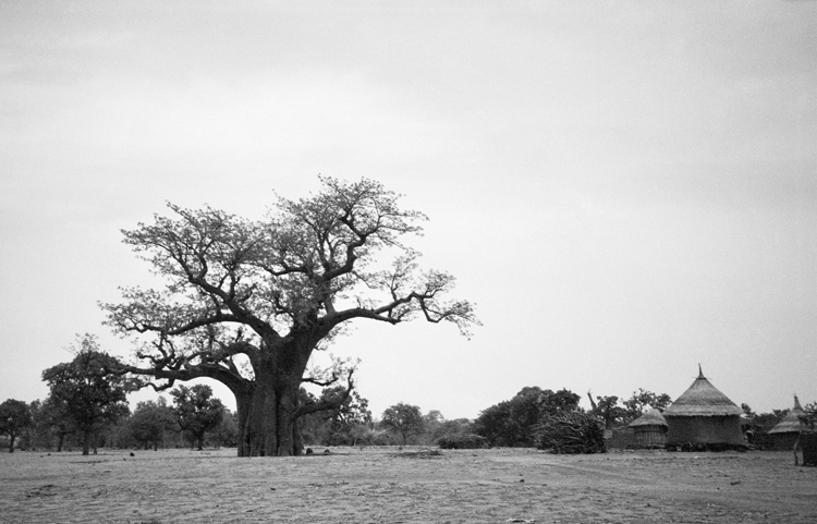 Baobob tree in Burkina Faso, Africa