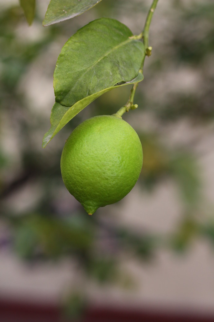 Lime Tree on the Patio