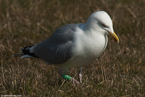 European Herring Gull, G[K.NAT], adult