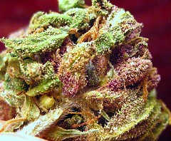 smkn420love has added a photo to the pool:pure purp hindu
