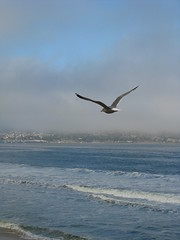 Ocean waves seagull