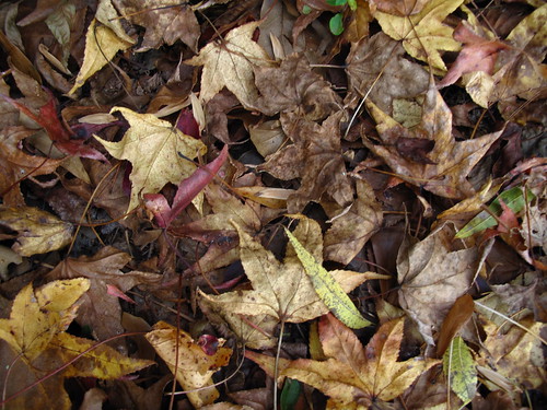 Our front yard leaves.