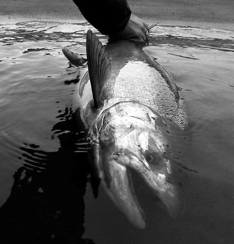 Jay Nicholas Elk Salmon