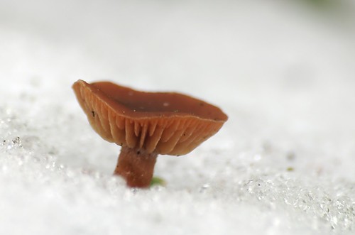 Zwammetje in de sneeuw | Mushroom in the snow