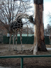 Zoo of Denver  DSCN0114_1