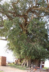 Sacred Kallala Tree (by Raju's Temple Visits)