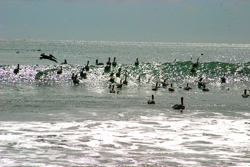 big flock of pelicans