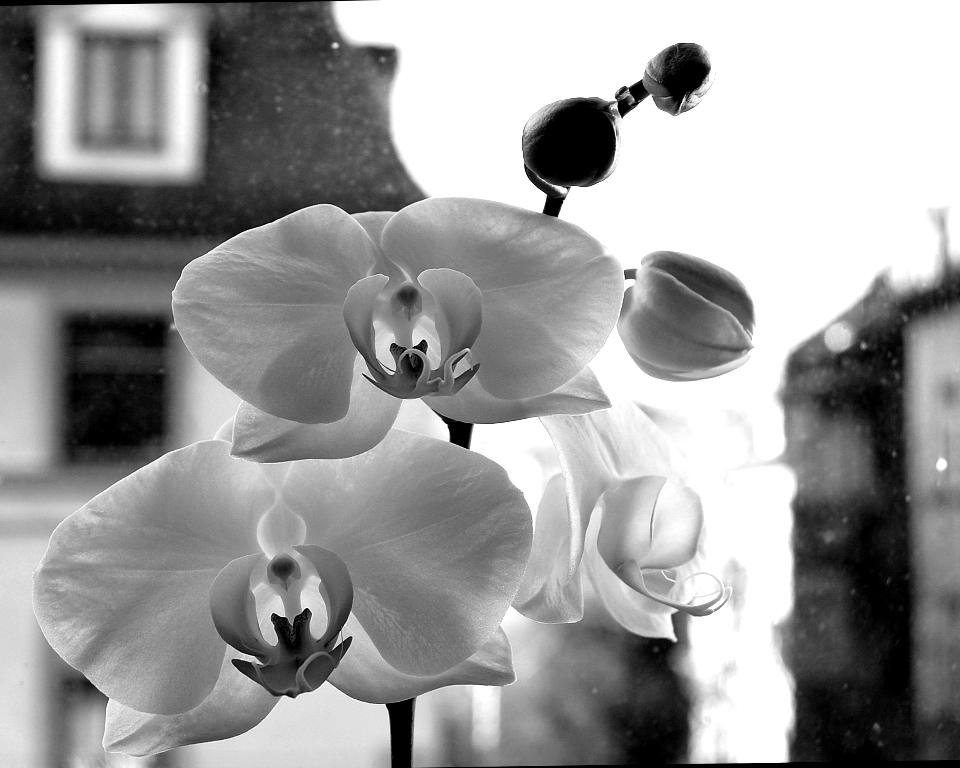 b&w orchidee