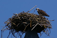Nest+Osprey