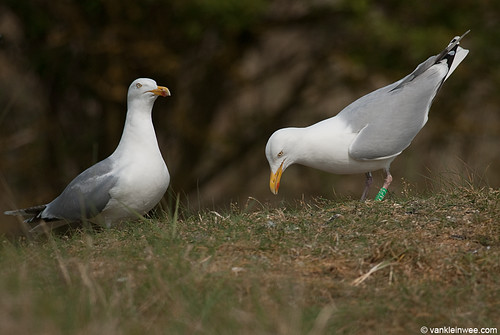 European Herring Gull, >6cy, G[M.ACZ] with G[F.AFN], displaying "choking" behavior