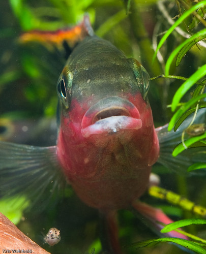 Pelvicachromis pulcher 'Super Red' Male