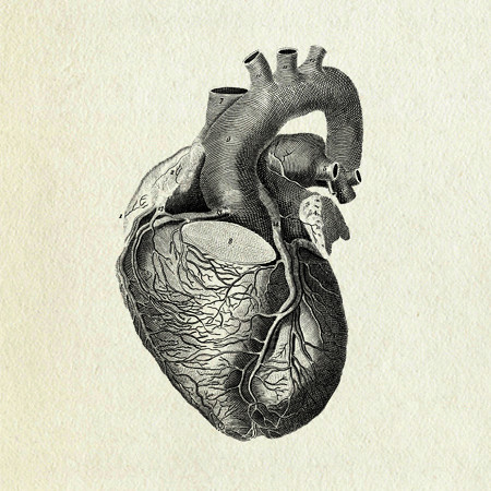 structures of heart. the blood vessel forming an arch at the top of the heart