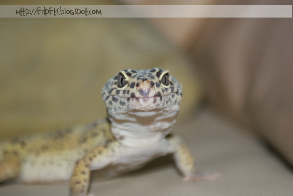 04_Leopard gecko 2009