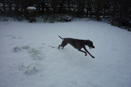 Whippet in snow