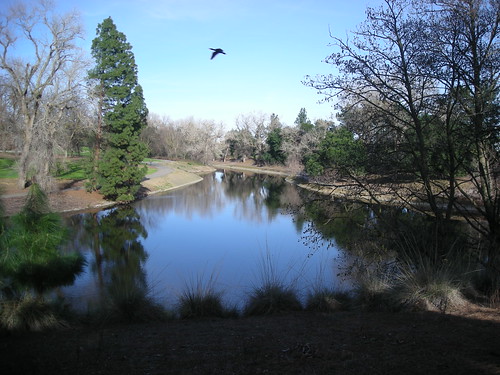 U.C. Davis Arboretum