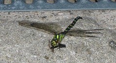 Dead dragonfly