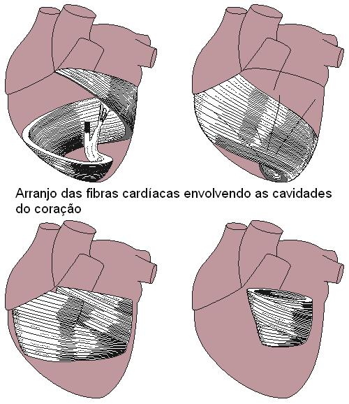 Orientação das fibras do músculo cardíaco