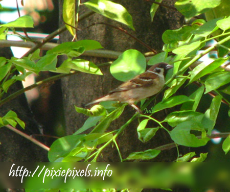 Balanced: Sparrows on a Tree