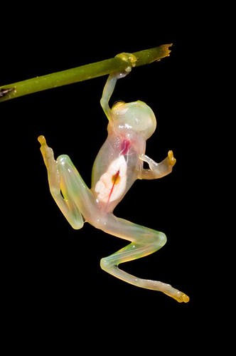 transparent-skinned frog, hanging from a twig. The frog's internal organs are visible
