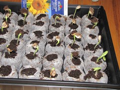 Baby Sunflowers