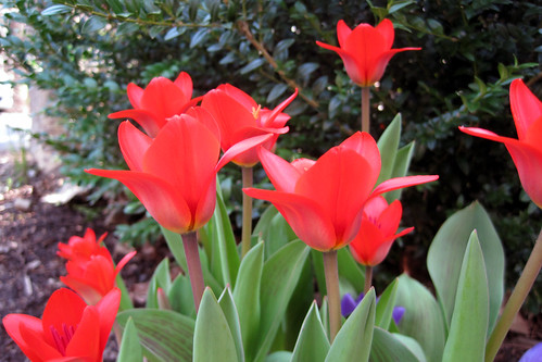 Red Tulips!