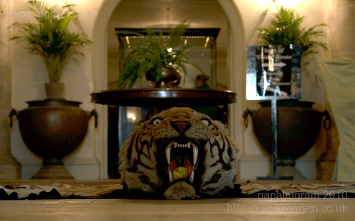 tiger rug at kedleston hall