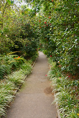 camellia path