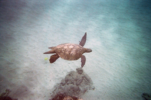 Sea Turtle at Black Rock (1)