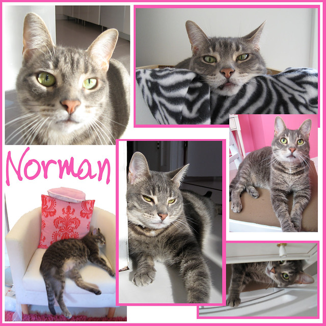 Norman {my favorite kitty} Collage - Jan 2010