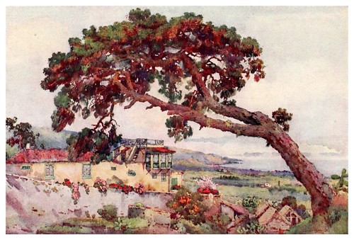 036-Un pino canario-The Canary Islands (1911) -Ella Du Cane