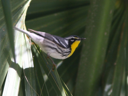 Yellow-throated Warbler 2-20100301